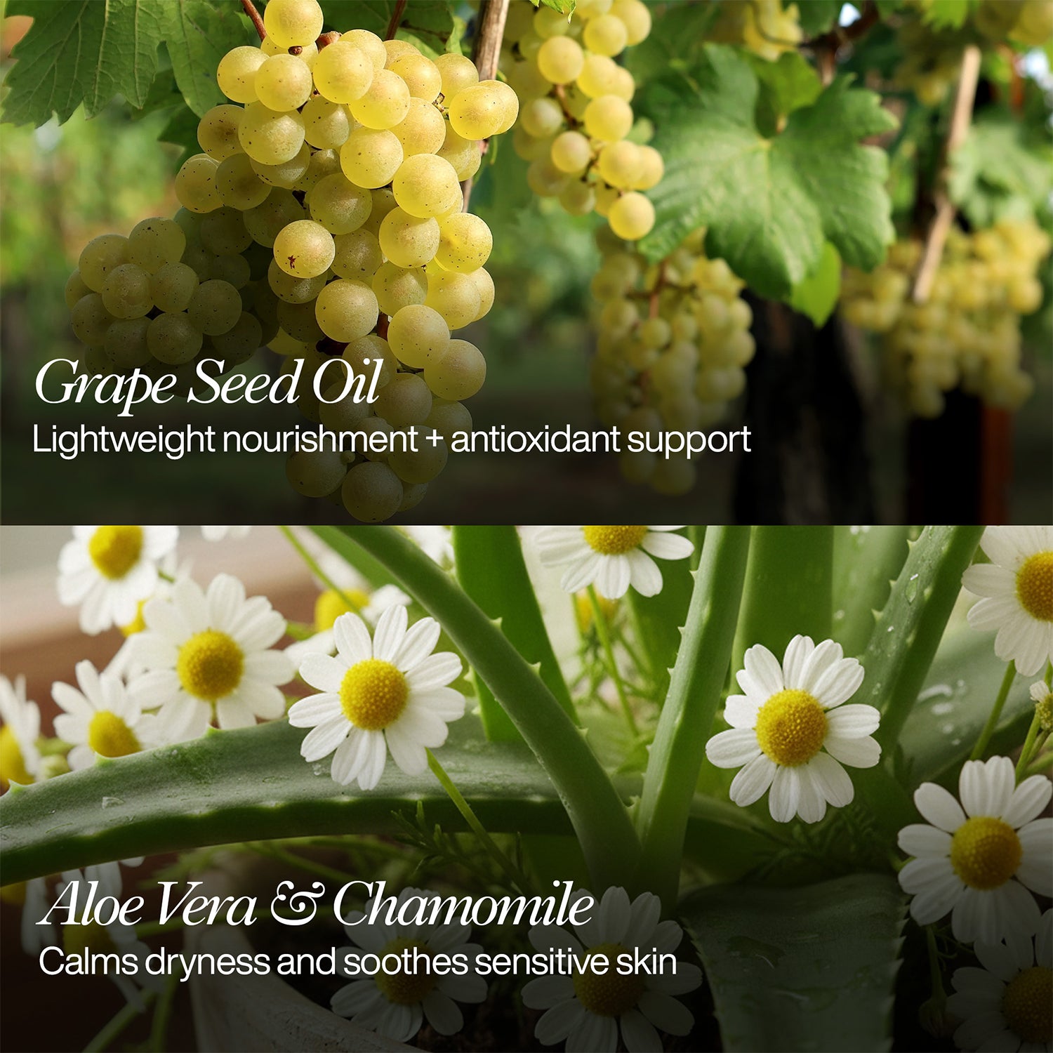 Super Intensive Moisturiser 24hr nourishment with Grape Seed & Shea Butter- 50ml